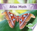 Atlas_moth
